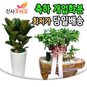 축하 개업화분 전국꽃배달