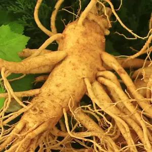 6년 난발삼 (750g) 금산 인삼 산지발송  미삼 덤 드립니다