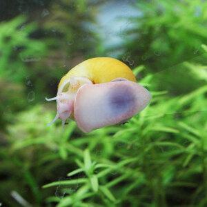 [M] 애플 스네일 5마리
