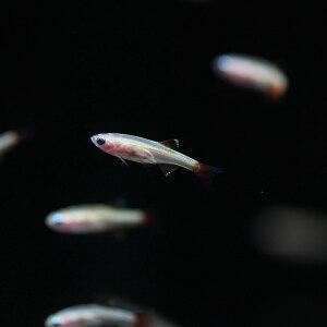 [M] 골든 백운산 10마리