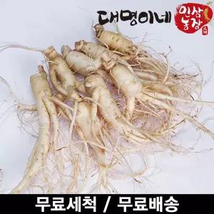 [대명이네 인삼농장]오쿠용 1회분 세척 인삼/수삼/난발 8편내외(250g)