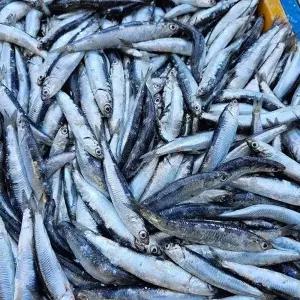 국내산 찌게 조림용 급냉 손질 생멸치 500g24190792588324
