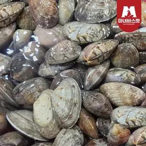 [마녀바스켓]남해안 제철 왕바지락 문어바지락 1kg (55미 내외)x2팩