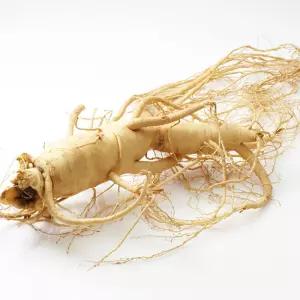 자가경작 풍기인삼 6년근 수삼 500g 15-20뿌리 생삼 삼우리