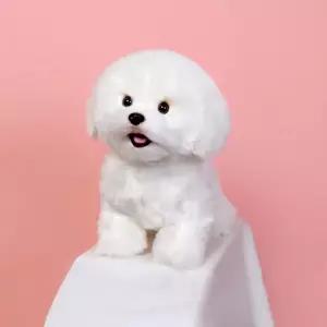 위더펫 리얼 강아지 인형 비숑 프리제-귀여운 동물 봉제인형 소품 돌앤돌스