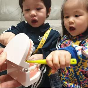 유아 어린이 새내기 칫솔질 양치 교육 교구 치아모형