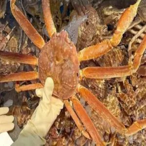 러시아 박달대게 2kg 자숙