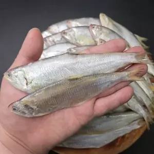 횟감용 급냉 밴댕이 1kg25737471588515