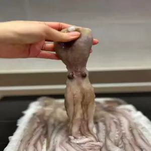 낙지1kg 신선한 급냉 해산물 요리 볶음 연포탕 재료 안전 중국산 해수세척