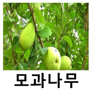 모과나무 묘목 대실모과 접목1년 특묘 2주묶음