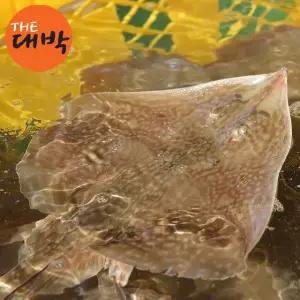 당일조업 생물 간재미 가오리 1kg