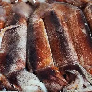 국내산 생물 오징어 800g