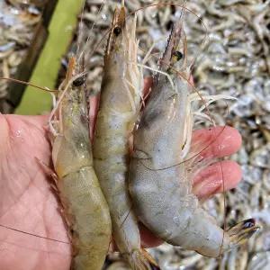 산지발송 급냉 자연산 대하 1kg(30미내외) 생새우 국산 왕새우 제철 신선발송