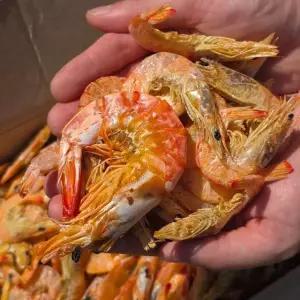 서해안 건새우 중하새우 1kg 내외 새우포 안주