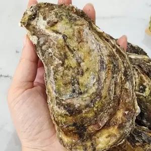 제철 통영굴 삼배체굴 1kg