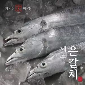 [제주가마당] 특대 제주 은갈치 3마리(420g x 3팩 / 팩당 4토막)