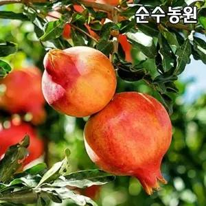 단석류나무 묘목 삽목2년 뿌리묘 1개/과수 유실수 묘목