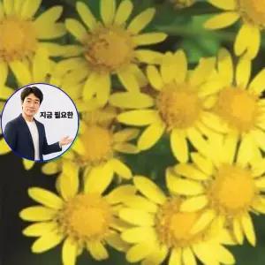 지금 필요한 야생화 여름꽃 씨앗 50립 종자 국화 품종 감국화 채소씨앗