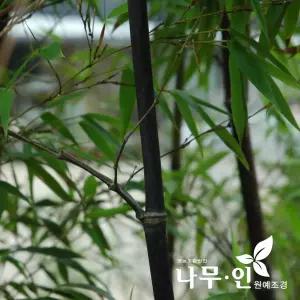 [나무인]오죽 검은대나무 키1.2m~1.5m 2개