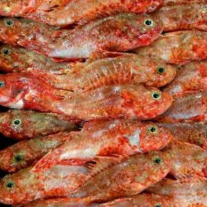 손질 통영 쏨뱅이 500g 2-4미 생물 쏨뱅이 붉은생선 빨간 우럭 매운탕 생선 구이 용 생선 잡어