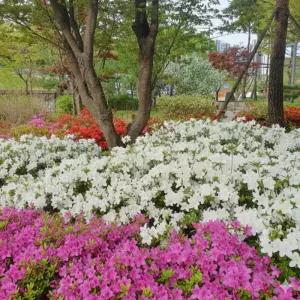 철쭉 나무 묘목 3종 세트모음 (영산홍5 자산홍5 백철쭉5) 총15주 봄꽃 정원용 조경수 (목하원예조경)