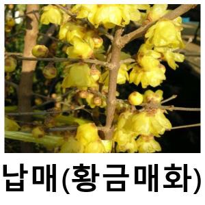 납매나무 묘목 황금매화 실생2년 4주묶음