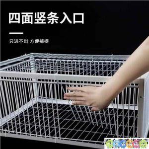 비둘기 새 참새 조류 덫 자동