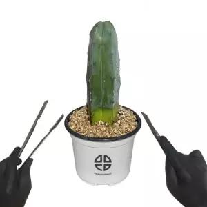 자르기 사막에 관찰 기둥 실험 인기 실험용 용신목 식물 선인장 키트 프리미엄 선인장 사는