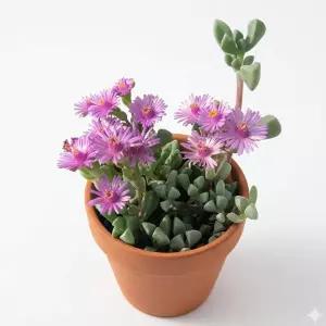 다육식물 백봉구 백봉국 9cm 소품 화분 다육이 미니 다육 화분 인테리어 식물