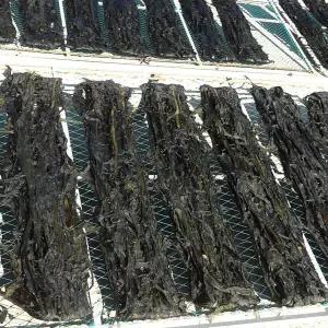 산모용 기장산 미역 1kg 부드럽고 뽀얀