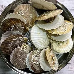 연안 대왕가리비 1kg