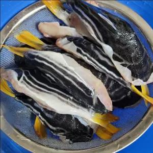 복어 까치복, 500g 자연산 3-6미