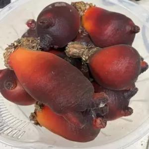 강원도 비단멍게 1Kg 심해 채취 속초/고성 산지직송(자연산 비단멍게 대-6마리까지)