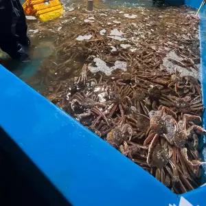러시아 박달대게 3kg S급 대게 자숙 냉장 대게찜 게