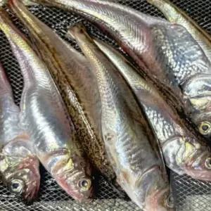 너블룸 냉동 도루묵 1.5kg 동해도루묵