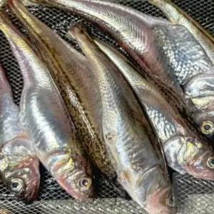 너블룸 냉동 도루묵 500G 술안주생선 급냉도루묵