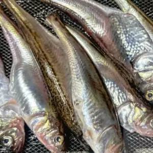 너블룸 냉동 도루묵 2KG 도루묵찌개 술안주생선