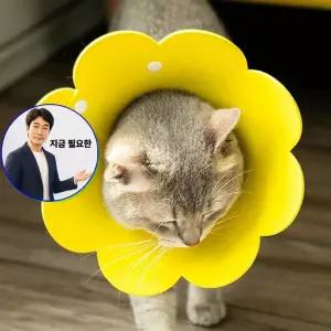 지금 필요한 부드러운 넥카라 꽃모양 중성화넥카라 고양이 강아