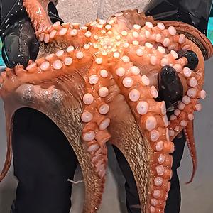 통영 돌문어 1kg (2~3미) 문어숙회