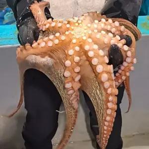 당일조업 통영 자연산 활 돌문어 제수용 1kg 2kg (1미) 제철 생물 문어 숙회