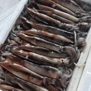 국내산 생물 오징어 1kg