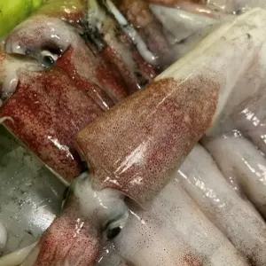 국산 한치 국내산 900g 오징어 한치회 냉동한치 서치4