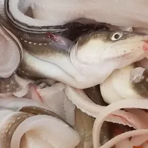 국내산 바다장어 손질후중량 550g