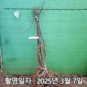 사과나무 미얀마 접목1년(특묘)