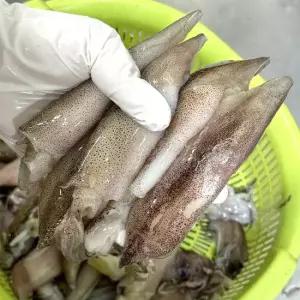 장보남 내장가득 고소한 총알한치 한입 한치 통찜