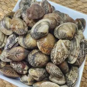 [해담] 국내산 활 바지락 1kg 3팩 1팩당 55미 내외)
