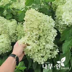 [나무인] 라임라이트 목수국 (포트묘) 전국 노지월동
