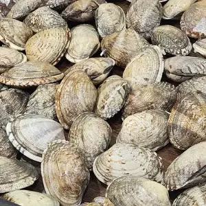 왕바지락 1kg 바지락 대왕바지락 국물용 칼국수 조개 해감