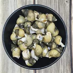 자숙골뱅이 500g 골뱅이 골뱅이살 골뱅이무침 냉동 자숙 술안주