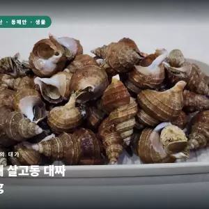 동해 살고동 대짜 1kg 살고동 고동 고둥 삶은고동 무침 술안주